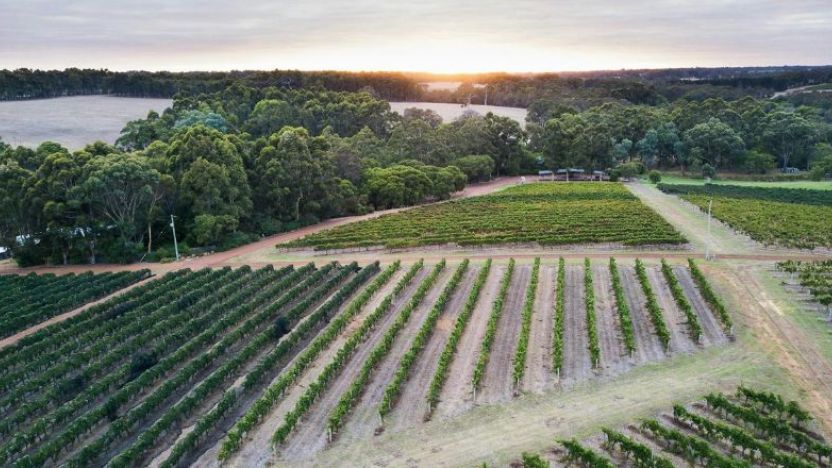 Margaret River Vineyard.  Image:  Tourism WA
