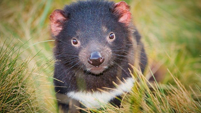 Tasmanian Devil