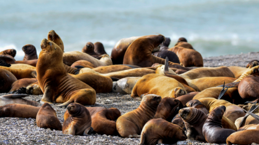 Penisula Valdes, Argentina