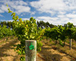 margaret_river
